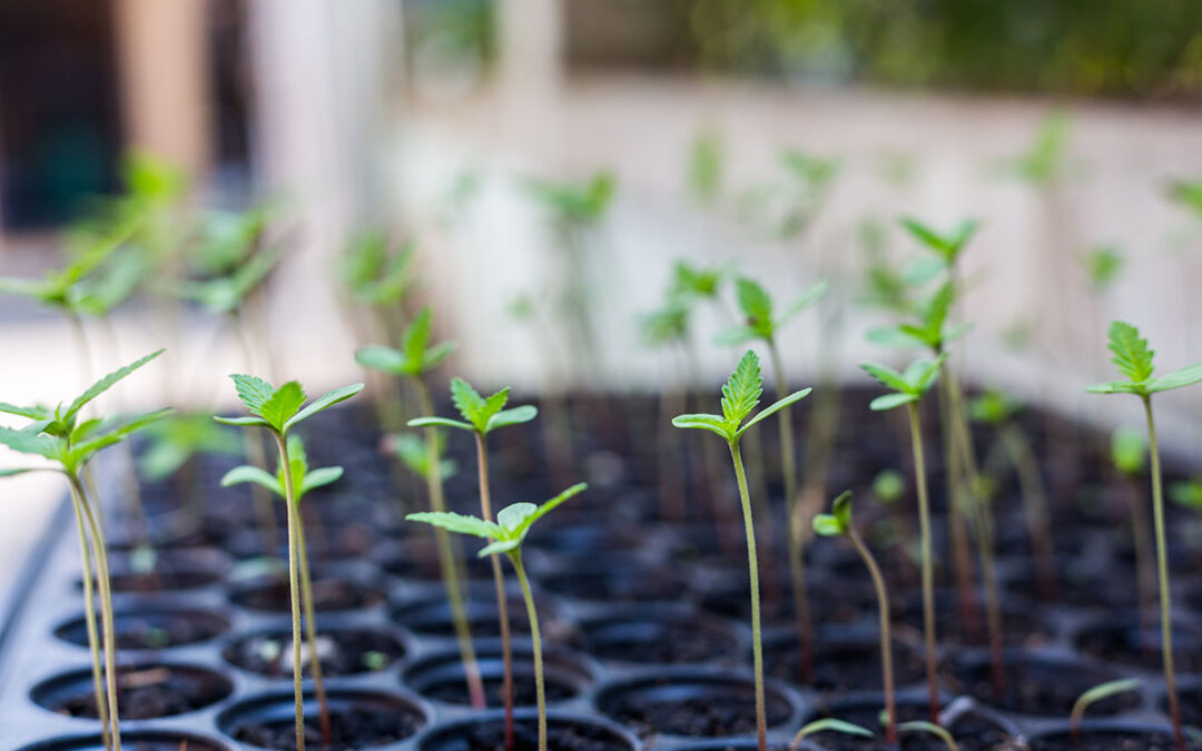 Germinar semillas: métodos y consejos